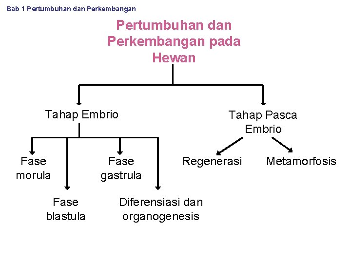 Bab 1 Pertumbuhan dan Perkembangan pada Hewan Tahap Embrio Fase morula Fase blastula Tahap