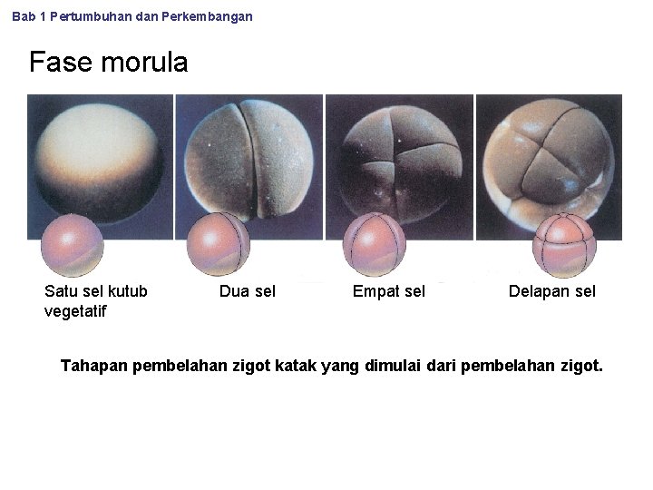 Bab 1 Pertumbuhan dan Perkembangan Fase morula Satu sel kutub vegetatif Dua sel Empat