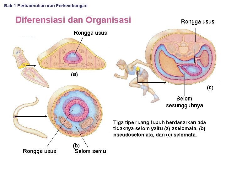 Bab 1 Pertumbuhan dan Perkembangan Diferensiasi dan Organisasi Rongga usus (a) (c) Selom sesungguhnya