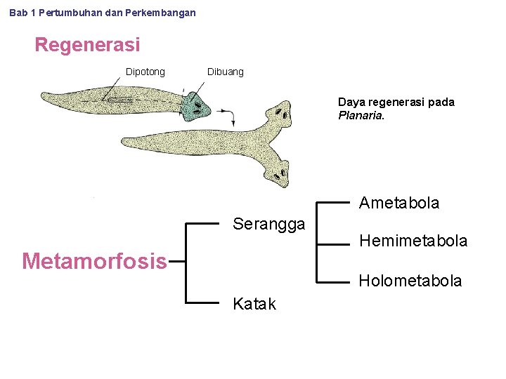 Bab 1 Pertumbuhan dan Perkembangan Regenerasi Dipotong Dibuang Daya regenerasi pada Planaria. Ametabola Serangga