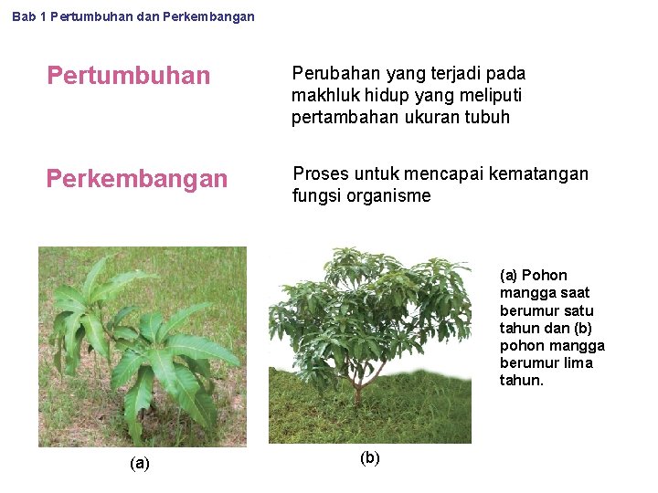 Bab 1 Pertumbuhan dan Perkembangan Pertumbuhan Perubahan yang terjadi pada makhluk hidup yang meliputi