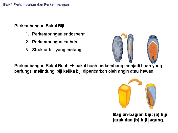 Bab 1 Pertumbuhan dan Perkembangan Bakal Biji: 1. Perkembangan endosperm 2. Perkembangan embrio 3.