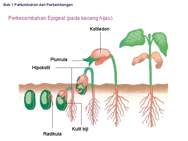 Bab 1 Pertumbuhan dan Perkembangan Perkecambahan Epigeal (pada kacang hijau) Kotiledon Plumula Hipokotil Radikula