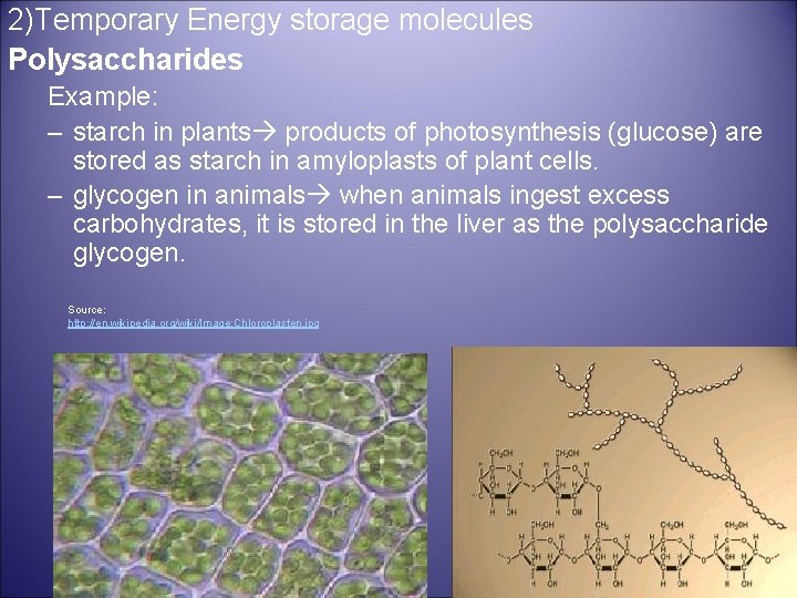 2)Temporary Energy storage molecules Polysaccharides Example: – starch in plants products of photosynthesis (glucose)