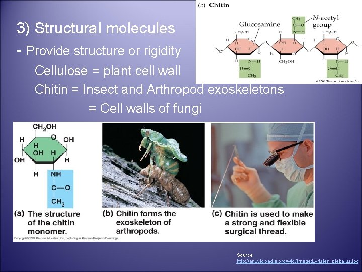 3) Structural molecules - Provide structure or rigidity Cellulose = plant cell wall Chitin