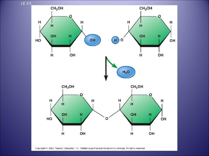 LE 3 -5 Glucose Maltose 