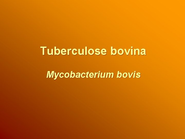 Tuberculose bovina Mycobacterium bovis 