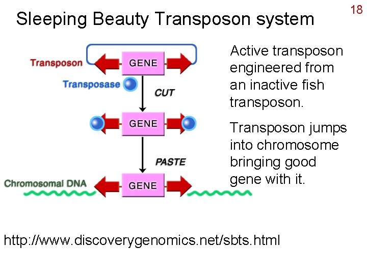 Sleeping Beauty Transposon system Active transposon engineered from an inactive fish transposon. Transposon jumps