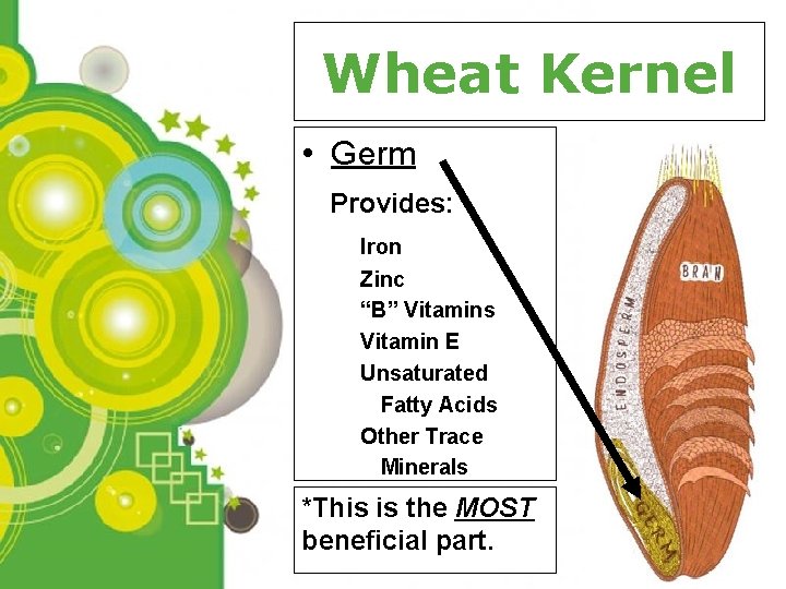 Wheat Kernel • Germ Provides: Iron Zinc “B” Vitamins Vitamin E Unsaturated Fatty Acids