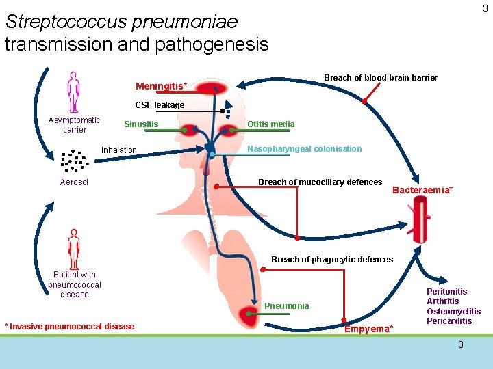 3 Streptococcus pneumoniae transmission and pathogenesis Breach of blood-brain barrier Meningitis* CSF leakage Asymptomatic