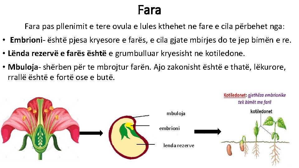 Fara pas pllenimit e tere ovula e lules kthehet ne fare e cila përbehet
