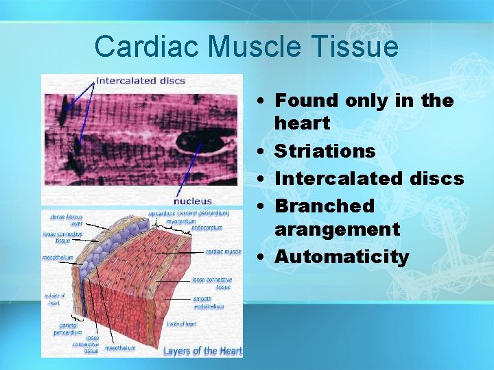 Cardiac Muscle Tissue • Found only in the heart • Striations • Intercalated discs