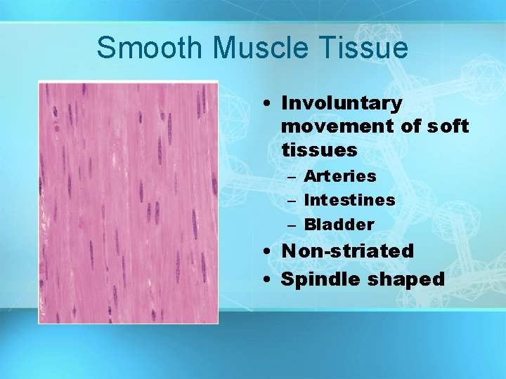 Smooth Muscle Tissue • Involuntary movement of soft tissues – Arteries – Intestines –