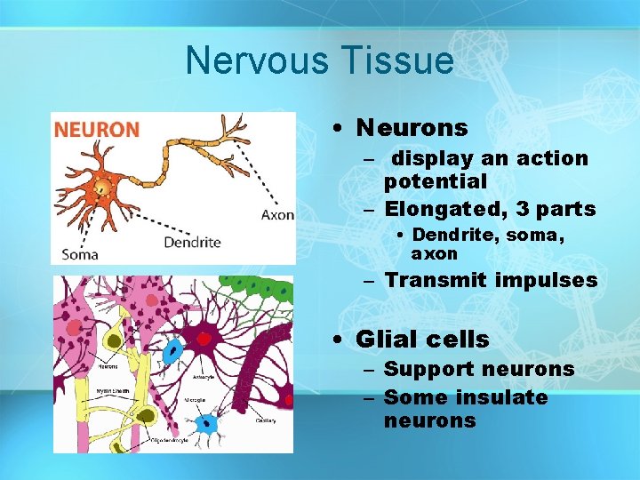 Nervous Tissue • Neurons – display an action potential – Elongated, 3 parts •