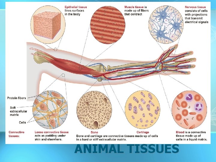 FOUR TYPES OF ANIMAL TISSUES 