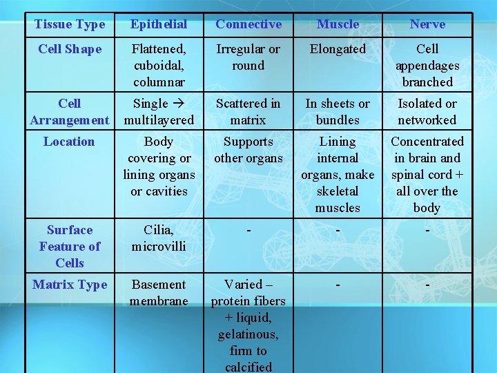 Tissue Type Epithelial Connective Muscle Nerve Cell Shape Flattened, cuboidal, columnar Irregular or round