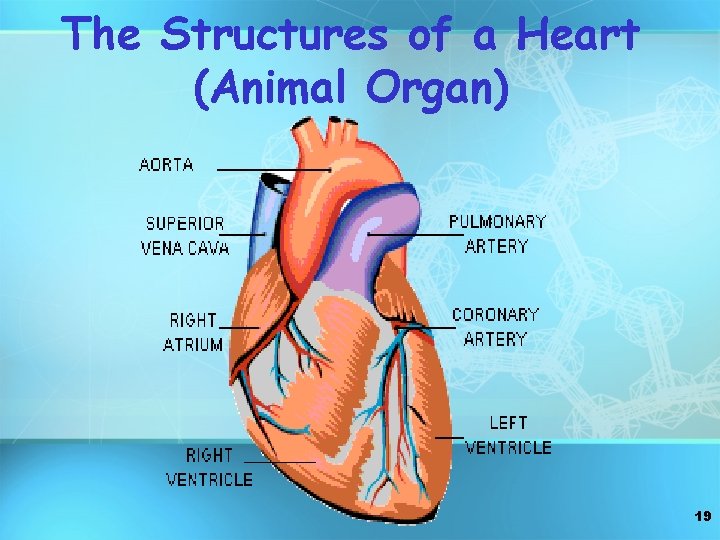 The Structures of a Heart (Animal Organ) 19 