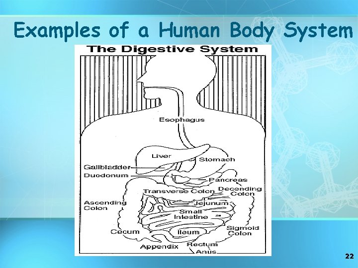 Examples of a Human Body System 22 