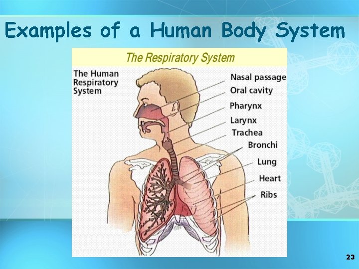 Examples of a Human Body System 23 