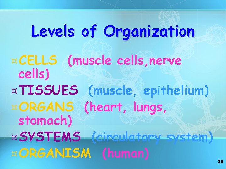 Levels of Organization ³CELLS (muscle cells, nerve cells) ³TISSUES (muscle, epithelium) ³ORGANS (heart, lungs,