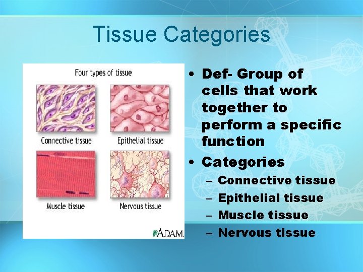 Tissue Categories • Def- Group of cells that work together to perform a specific