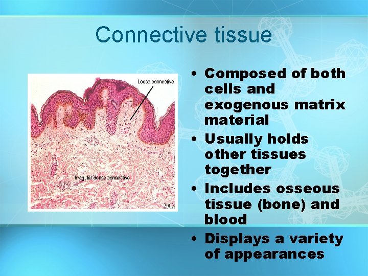 Connective tissue • Composed of both cells and exogenous matrix material • Usually holds