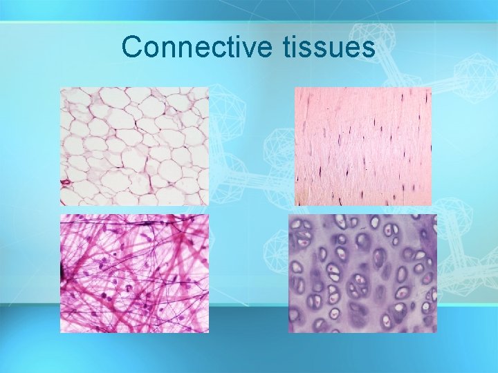 Connective tissues 