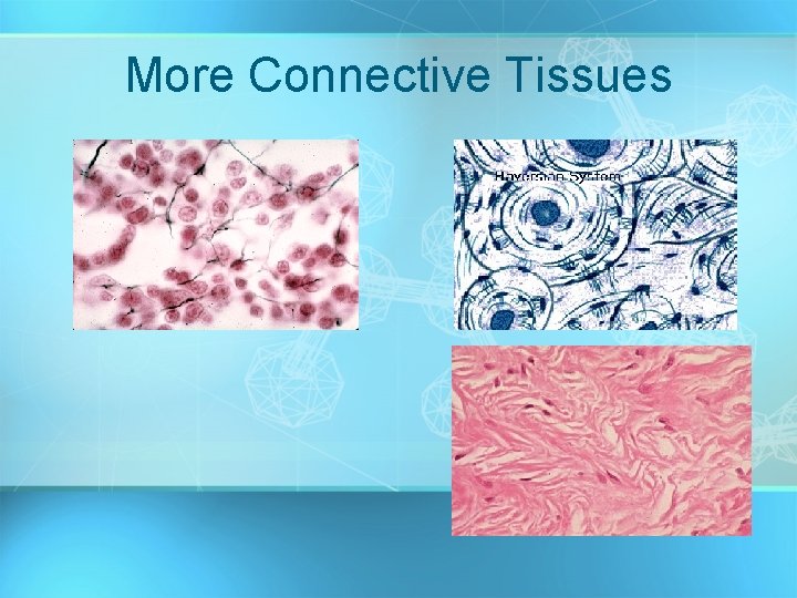 More Connective Tissues 