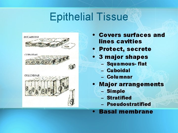 Epithelial Tissue • Covers surfaces and lines cavities • Protect, secrete • 3 major