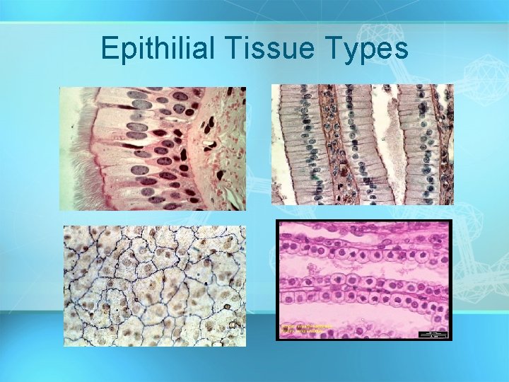 Epithilial Tissue Types 