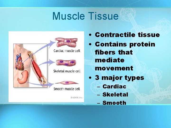 Muscle Tissue • Contractile tissue • Contains protein fibers that mediate movement • 3