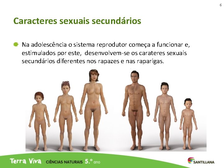 6 Caracteres sexuais secundários Na adolescência o sistema reprodutor começa a funcionar e, estimulados