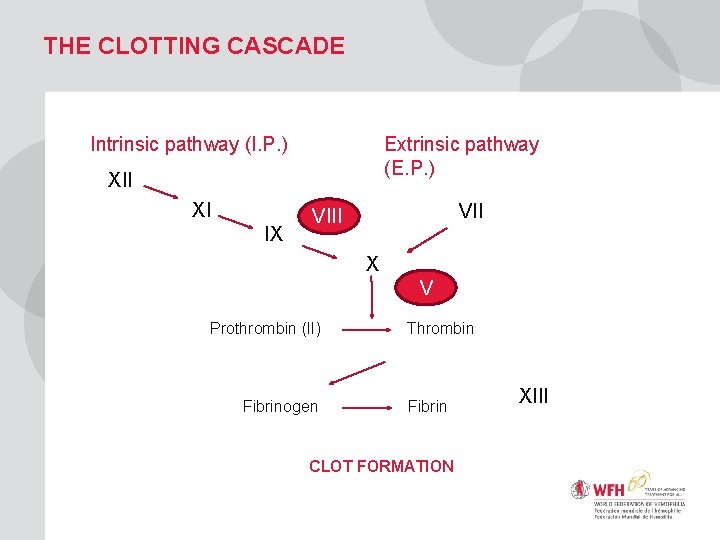 THE CLOTTING CASCADE Intrinsic pathway (I. P. ) Extrinsic pathway (E. P. ) XII
