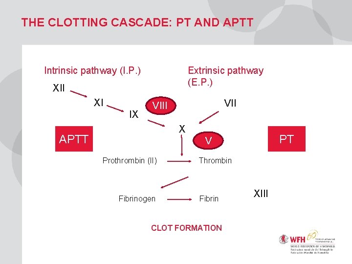 THE CLOTTING CASCADE: PT AND APTT Intrinsic pathway (I. P. ) Extrinsic pathway (E.