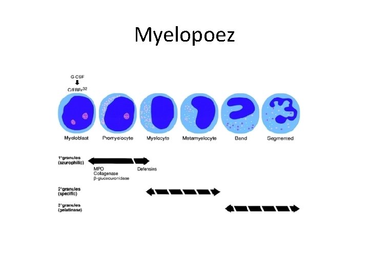 Myelopoez 