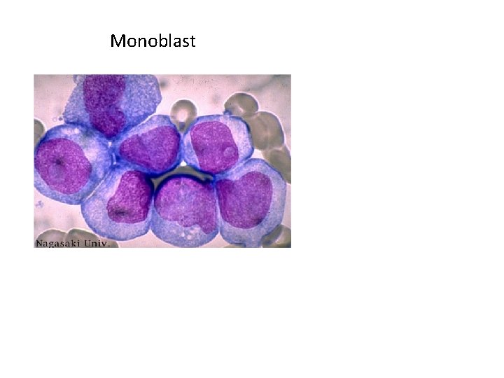 Monoblast 