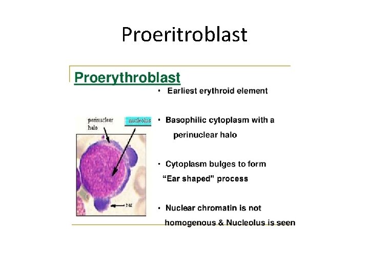 Proeritroblast 