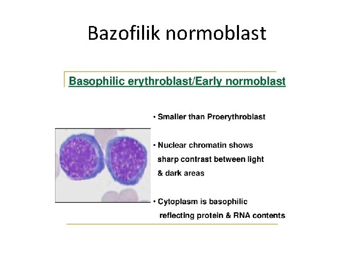 Bazofilik normoblast 