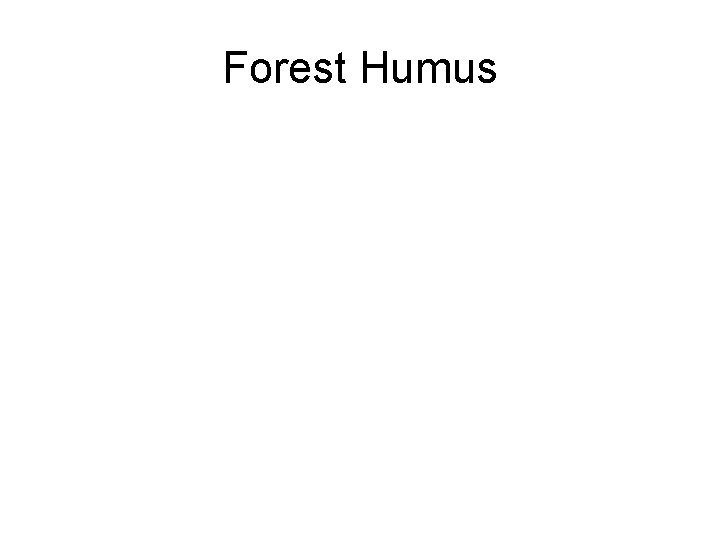 Forest Humus 