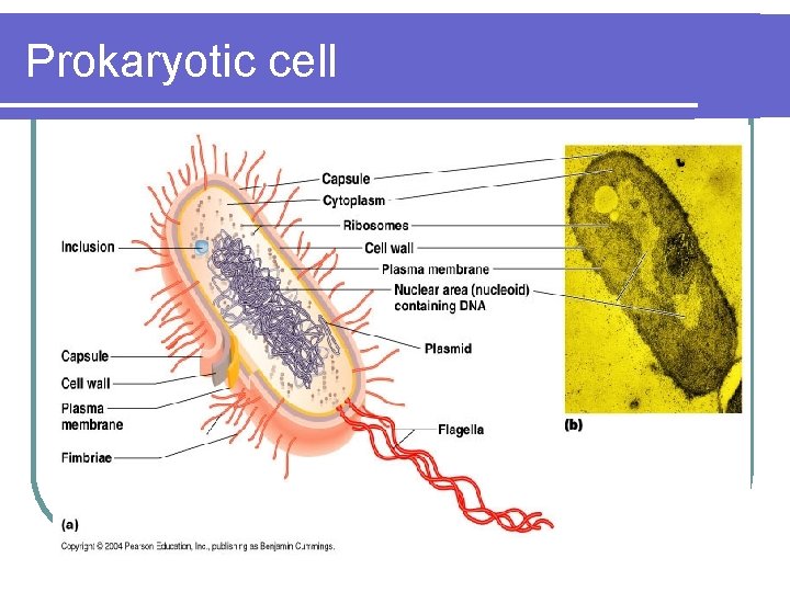 Prokaryotic cell 