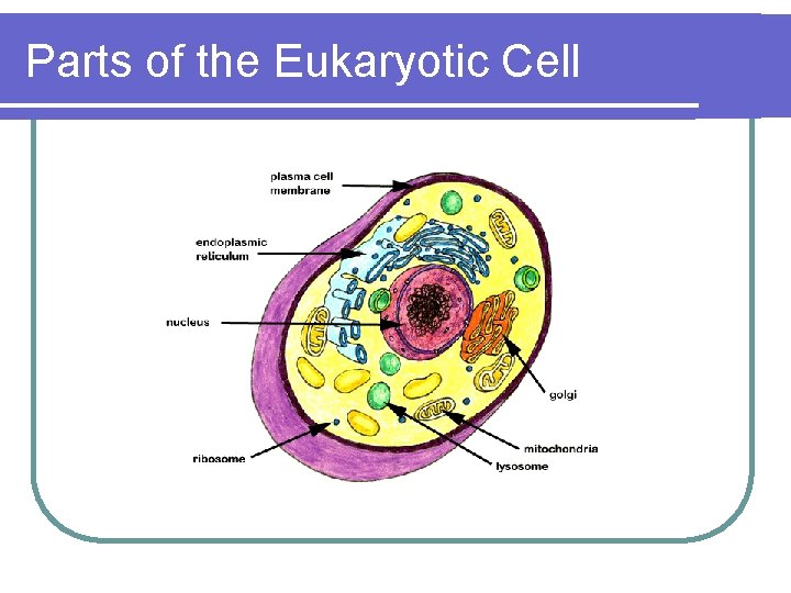 Parts of the Eukaryotic Cell 