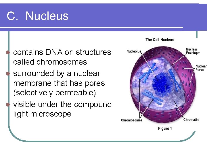 C. Nucleus contains DNA on structures called chromosomes l surrounded by a nuclear membrane