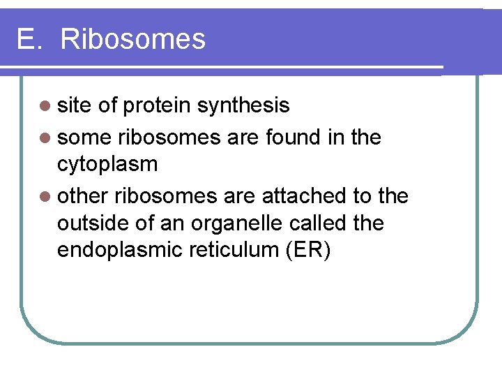 E. Ribosomes l site of protein synthesis l some ribosomes are found in the