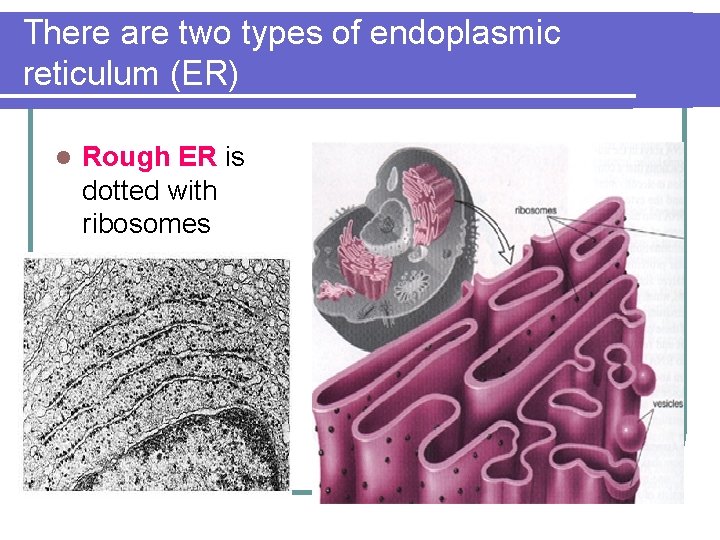 There are two types of endoplasmic reticulum (ER) l Rough ER is dotted with