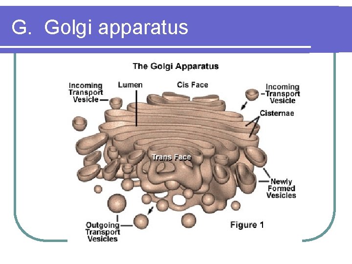 G. Golgi apparatus 