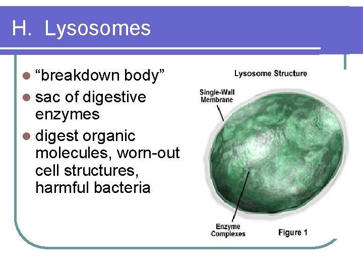 H. Lysosomes l “breakdown body” l sac of digestive enzymes l digest organic molecules,