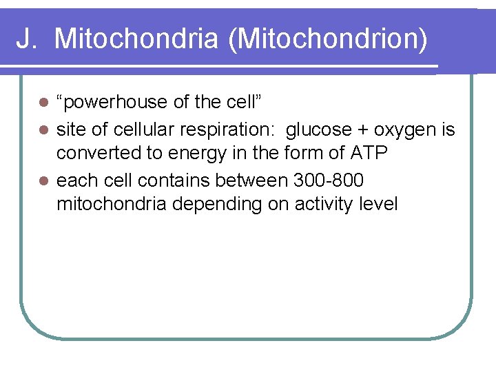 J. Mitochondria (Mitochondrion) “powerhouse of the cell” l site of cellular respiration: glucose +
