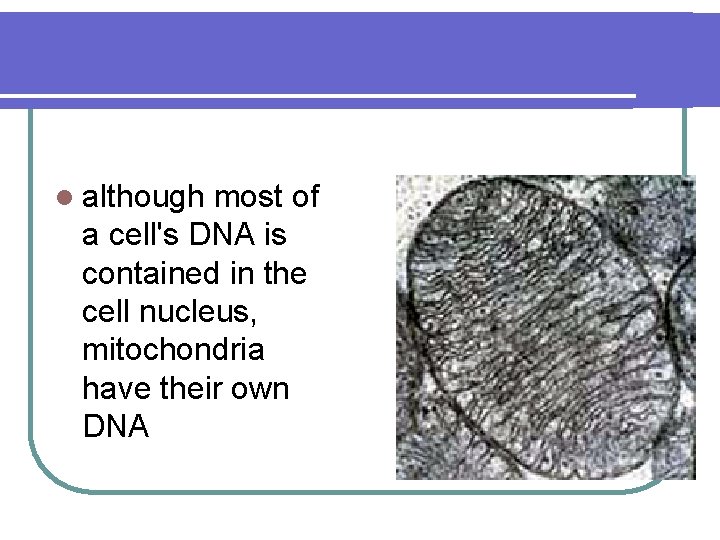 l although most of a cell's DNA is contained in the cell nucleus, mitochondria
