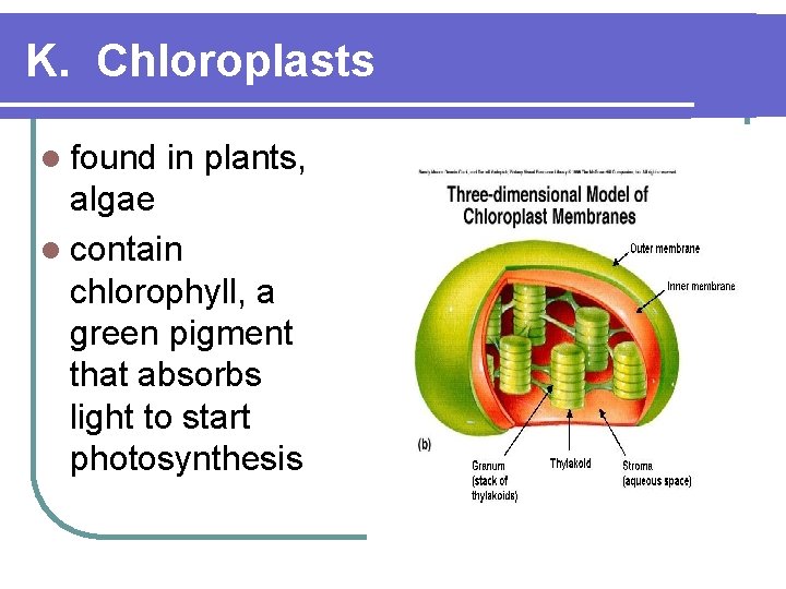 K. Chloroplasts l found in plants, algae l contain chlorophyll, a green pigment that