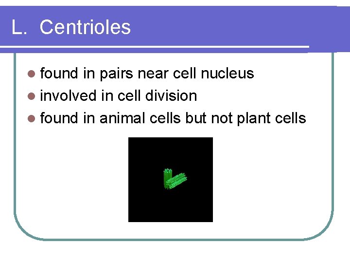 L. Centrioles l found in pairs near cell nucleus l involved in cell division